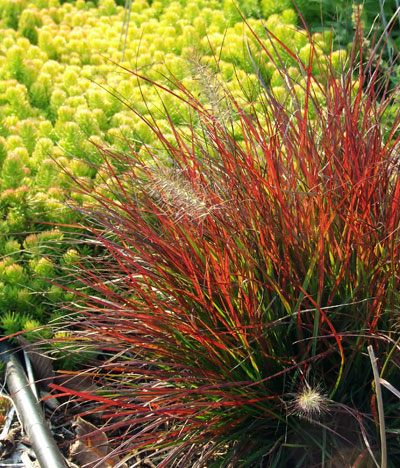 Light green low-growing plant (‘Angelina’) next to a red, wispy plant (‘Burgundy Bunny’)