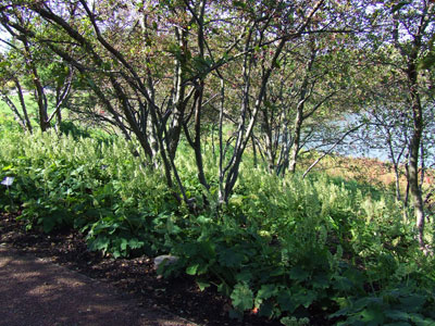 Japanese forest grass and coral bells planted beneath shallow-rooted trees.