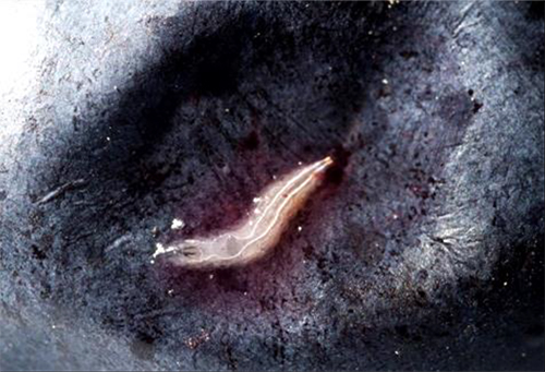 A large late-instar SWD larvae on the surface of a blueberry.