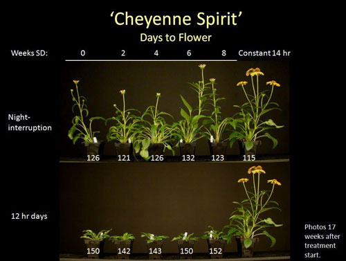 Cheyenne Spirit