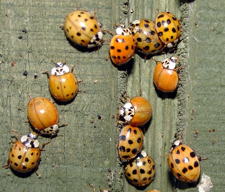 Lady beetles