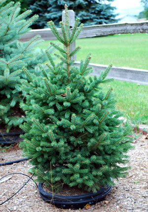 Enjoy a living Christmas tree for years to come | MSU Extension