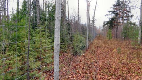 A large exclosure clearly show the impact of long-term deer damage to forest regeneration.