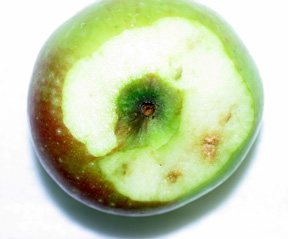 Late season damage in an apple.