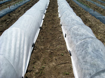 Spunbonded row covers