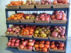 Grower Ray Miller displays heirloom tomatoes by variety.
