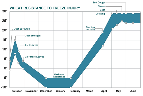 Temperatures that cause freezing injury to winter wheat