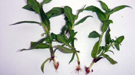 Fungus gnat larvae feeding damage to roots of phlox cuttings.