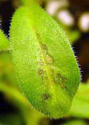 TMV lesions on a leaf.