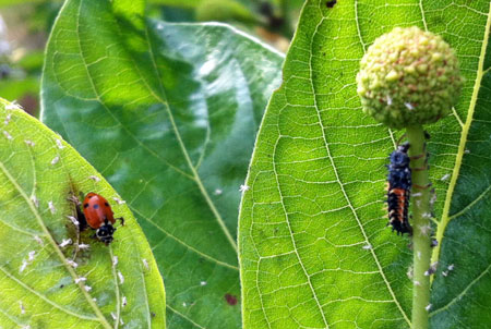 Adult lady beetle and larva feeding