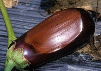 Sunscald on eggplant