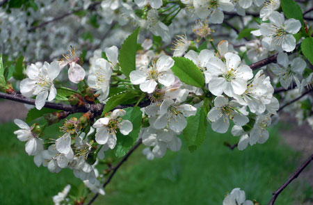 Tart cherry bloom