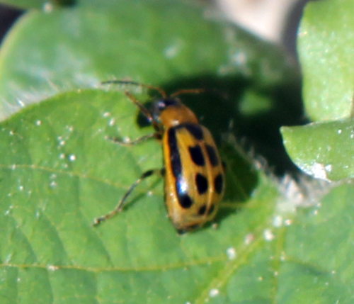 Bean leaf beetle
