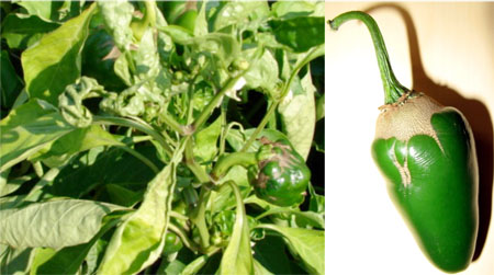 Pepper plants showing twisted leaves and deformed fruit (left) and affected fruit (right).