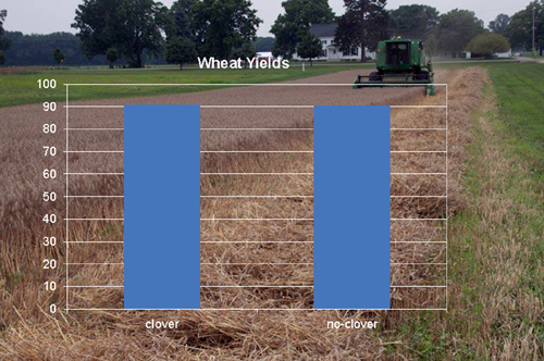 Wheat yields