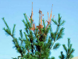 White pine weevil damage