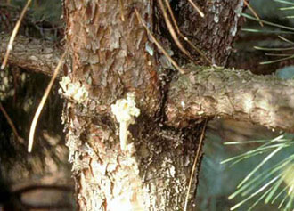 Zimmerman pine moth damage