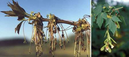 (Left) The flowers of a boxelder tree. (Right) The leaves and seeds of a boxelder tree.