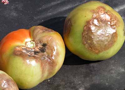 Tomatoes with late blight 