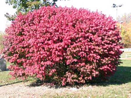 Compact Burningbush grown for its fall color.