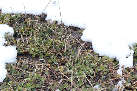 Snow-covered alfalfa crowns.