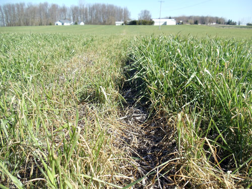 Freeze-injured wheat in layer of chaff
