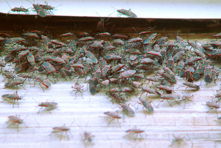 Large congregation of boxelder bugs