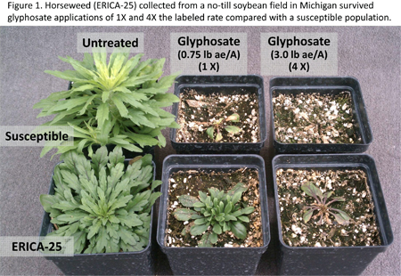 Horseweed (ERICA-25) collected from a no-till soybean field in Michigan survived glyphosate applications of 1X and 4X the labeled rate compared with a susceptible population.