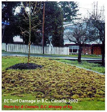 European chafer turf damage in B.C., Canada, 2002.