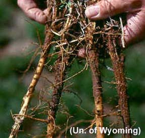 Brown root rot