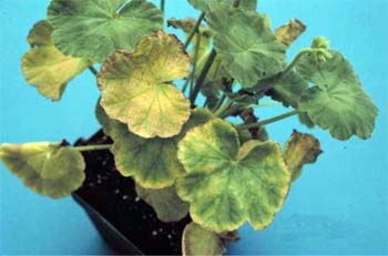 Low pH on geranium