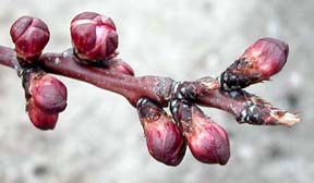 The red calyx of apricot flower buds will soon open to reveal the white petals.