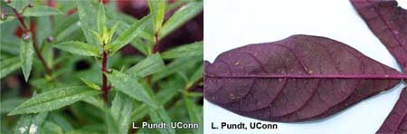 Left, two spotted spider mites on Angelonia. Right, two spotted spider mite on Ipomoea "Blackie."