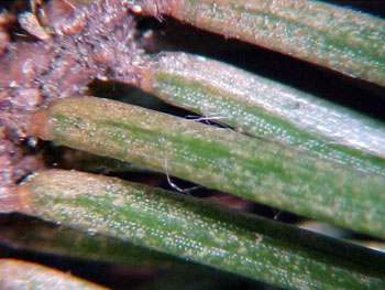 Spruce spider mite injury