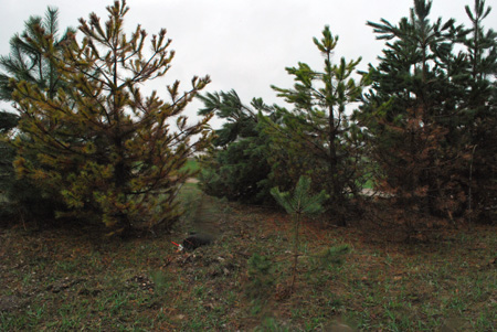 Green Austrian pine in the center of photo has fallen over.Yellowish-red tree on left is heavily infested and dying. Remaining trees have significant damage and will eventually die.