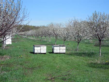 Bee hives in cherry orchard
