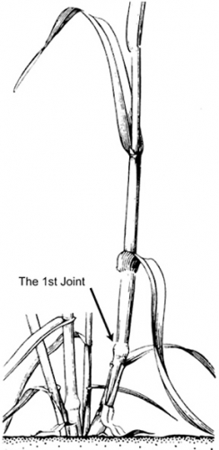 Feekes growth stage 6 (jointing) is when the first joint (or node) is detected above ground level.