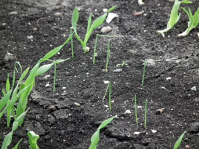 Onion seedlings at flag stage with barley companion crop.