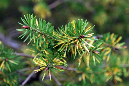 Douglas fir needle midge damage