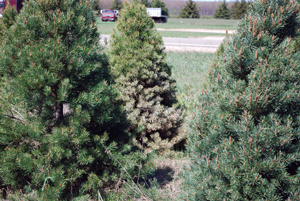 Pine needle scale on Scotch pine.