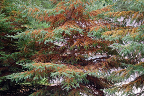 Admes mite damage on spruce.