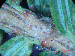 Spruce spider mite on hemlock. 