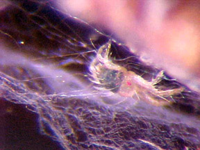 Close-up of spruce spider mite adult.