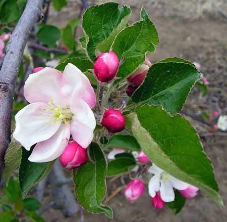 The king bloom of the apple flower cluster has opened, but the side blooms are still closed. The king bloom is more susceptible to freeze injury at all stages of the apple bud development in the spring and is often the first flower killed in the cluster. Photo credit: Mark Longstroth, MSU Extension