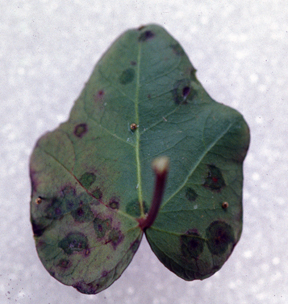 Bacterial leaf spot of ivy