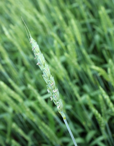 wheat flowering
