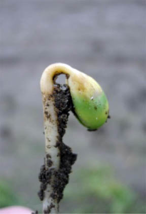 Diseased soybean seedling