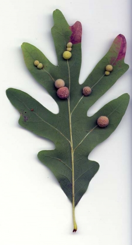 Galls on white oak formed by gall wasps.