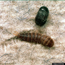 Black carpt beetle larvae and adult.