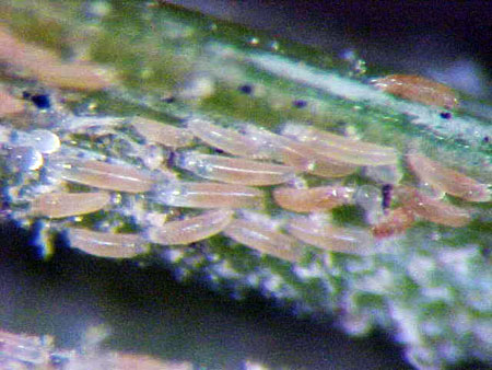 Mites close up